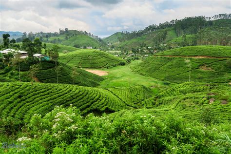 tea fields in sri lanka